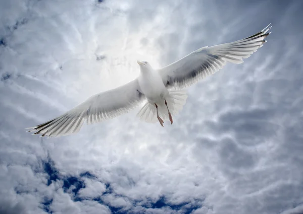 Gaviota volando sobre el mar en el fondo del cielo nublado —  Fotos de Stock