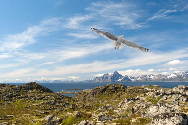 Γλάρος, πάνω από το νορβηγικό νησί — Φωτογραφία Αρχείου
