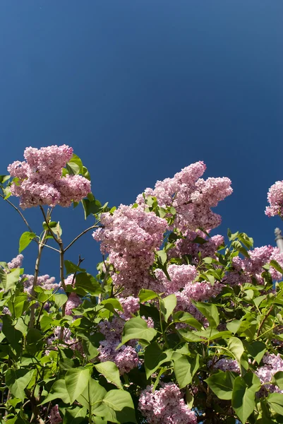 stock image Lilac branches against blue sky