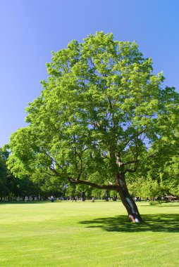 güneşli bir parkta yalnız ağaç
