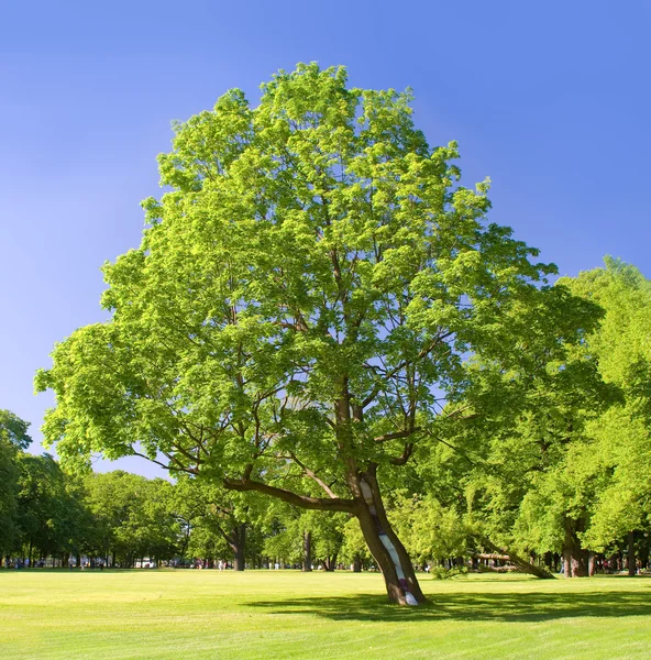 stock image Lonely tree in the park on a summer day