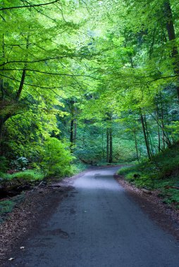 güneşli bir orman yolu