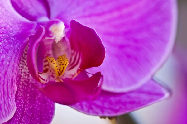 stock image Orchid