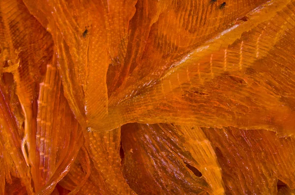 Suszone ryby — Zdjęcie stockowe