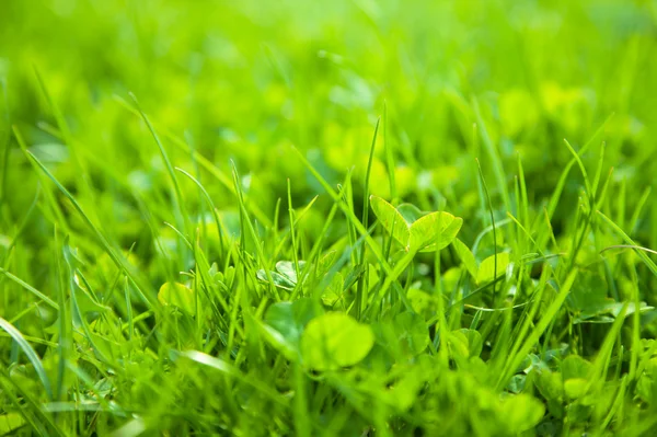 Hierba verde, poca profundidad de campo — Foto de Stock