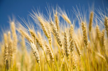 Ripe wheat on a blue sky clipart