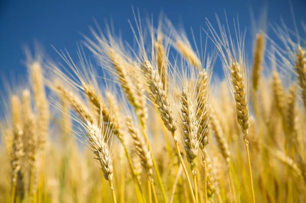 Спелая пшеница на голубом небе — стоковое фото
