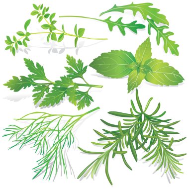 Collection of fresh herbs clipart