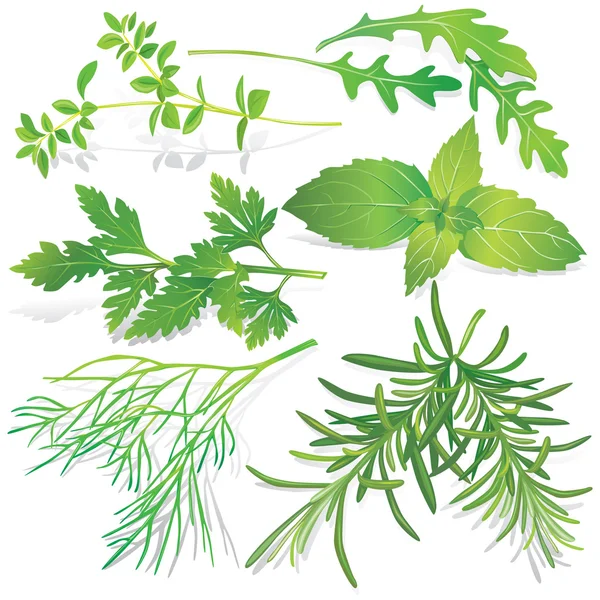 Collection d'herbes fraîches — Image vectorielle