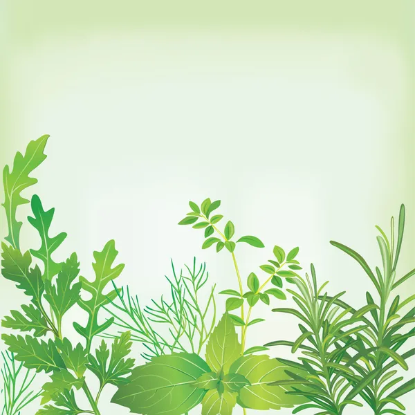 Frame of fresh herbs — Stock Vector