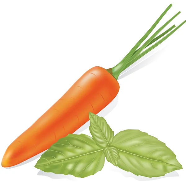 Carrots, and basil — Stock Vector