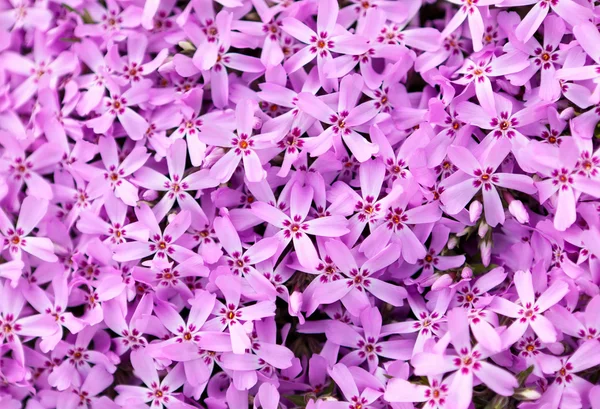 Flores textura primer plano —  Fotos de Stock