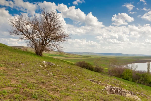 Árbol en la colina — Foto de Stock
