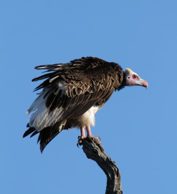 Whiteheaded vulture against blue sky clipart