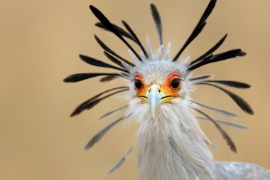 Secretary bird portrait clipart