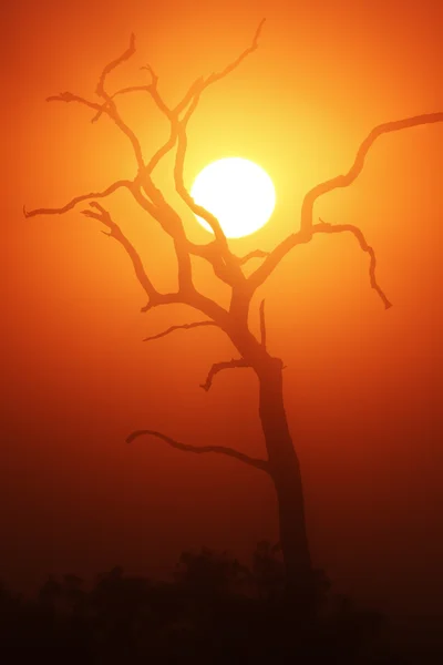 Lever de soleil brumeux et arbre mort — Photo