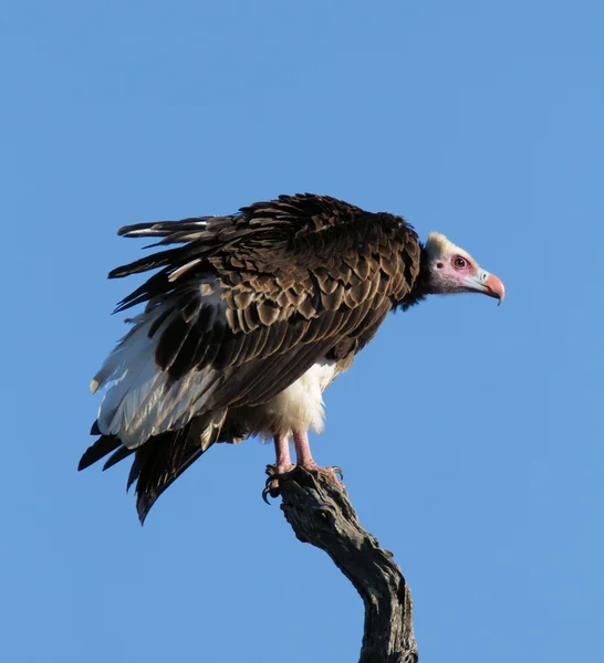 Whiteheaded gier tegen blauwe hemel — Stockfoto