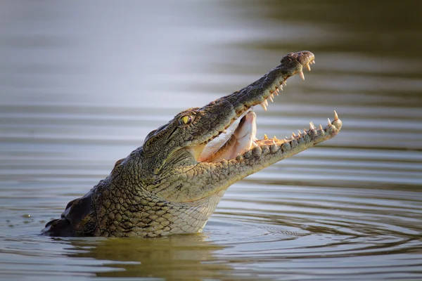 Krokodyl nilowy swollowing ryb — Zdjęcie stockowe