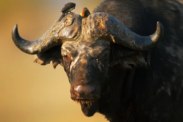 Retrato de touro de búfalo africano — Fotografia de Stock
