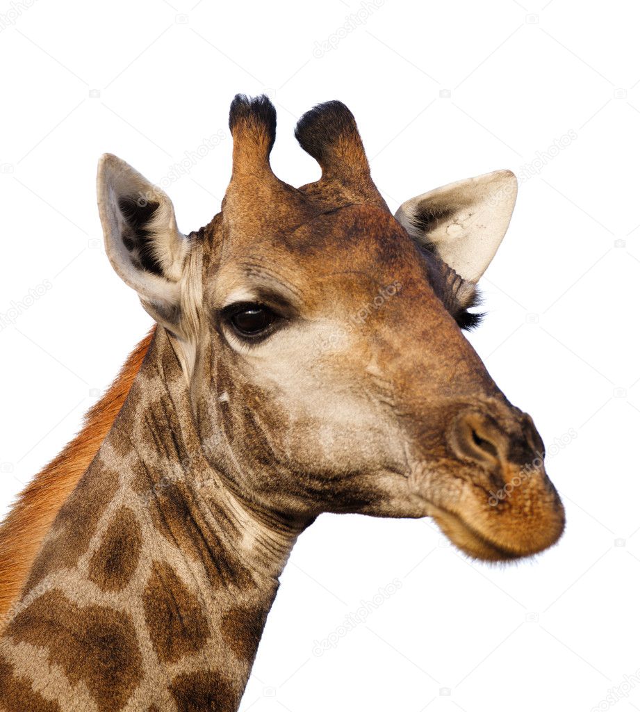 Giraffe portrait isolated