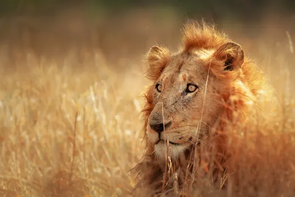 Lion i gräsmark — Stockfoto