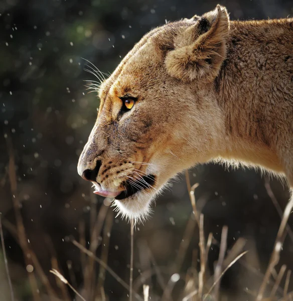 Retrato de leoa na chuva — Fotografia de Stock