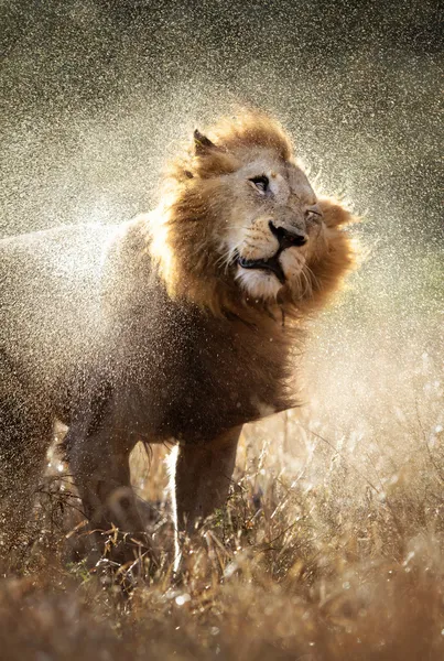 水をふっ飛ばすライオン — ストック写真