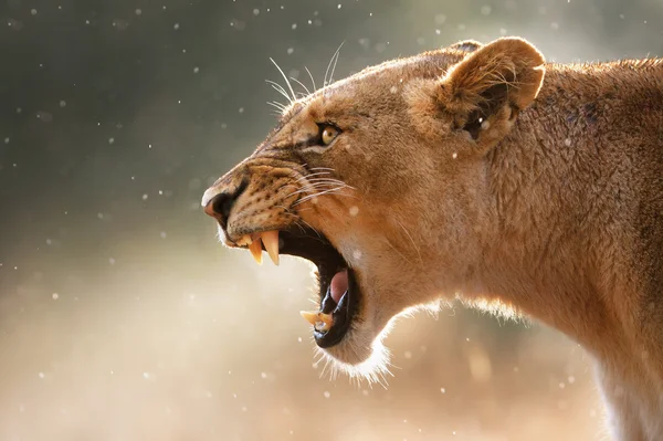 Lioness displaying dangerous teeth — Stock Photo, Image