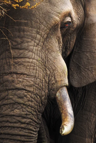 코끼리 클로즈업 초상화 — 스톡 사진