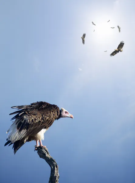 개념-무고 한 피해자에 먹이를 기다리는 독수리 — 스톡 사진