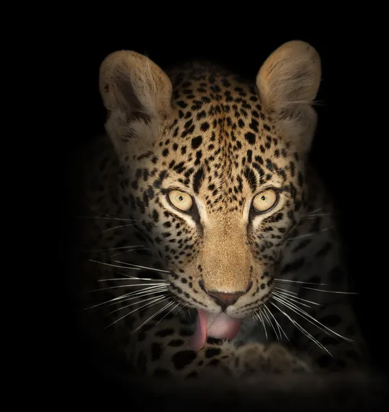 Leopardo no escuro — Fotografia de Stock