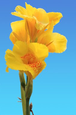 canna çiçekflor de caña