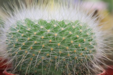 Thorn of cactus clipart