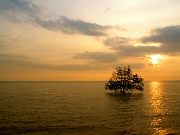 Дерево на море — стоковое фото