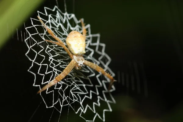 Spider at net — Stock Photo, Image