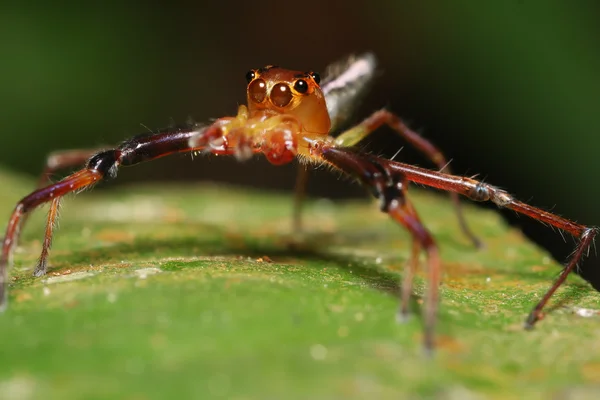 Red jumper — Stock Photo, Image