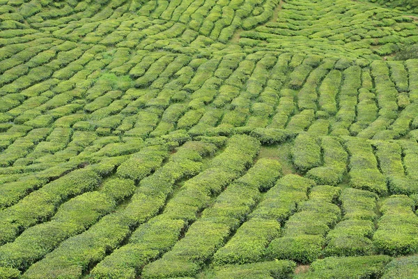 Green tea plant