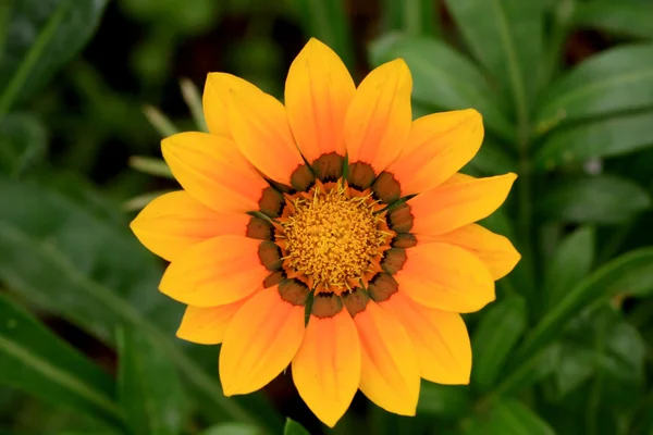 stock image Mini sunflower