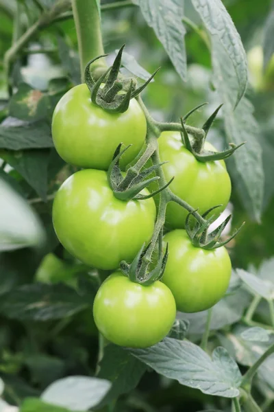 Syrové rajče — Stock fotografie