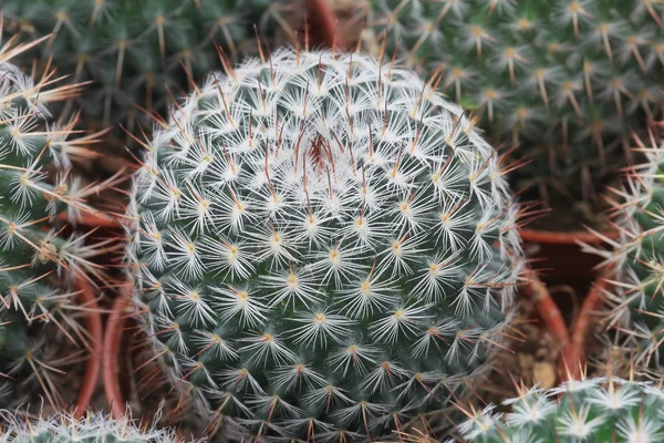 Mini cactus — Foto Stock