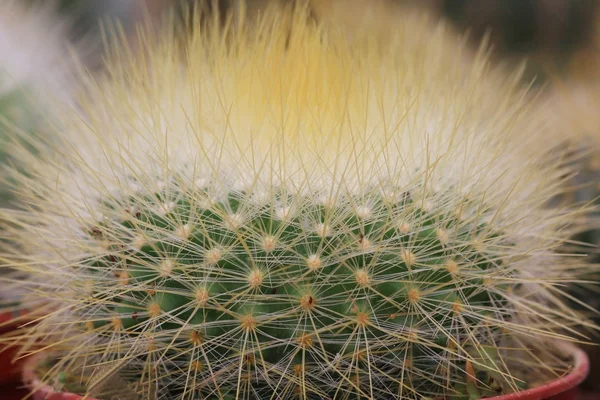 Primo piano del mini cactus — Foto Stock