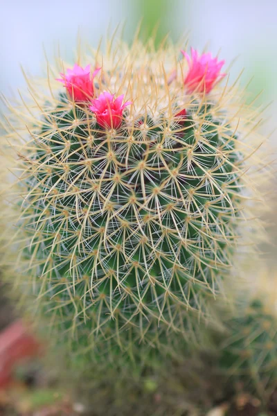 Cactus e fiore — Foto Stock