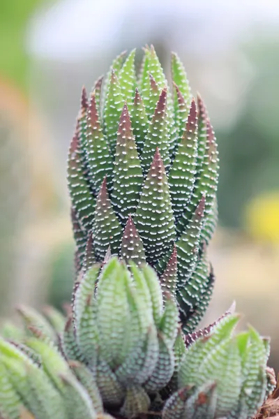 Cactus species — Stock Photo, Image