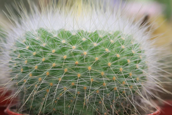 Колючка кактуса — стоковое фото