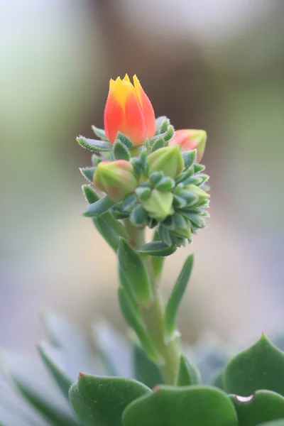 Flower of cactus — Stock Photo, Image