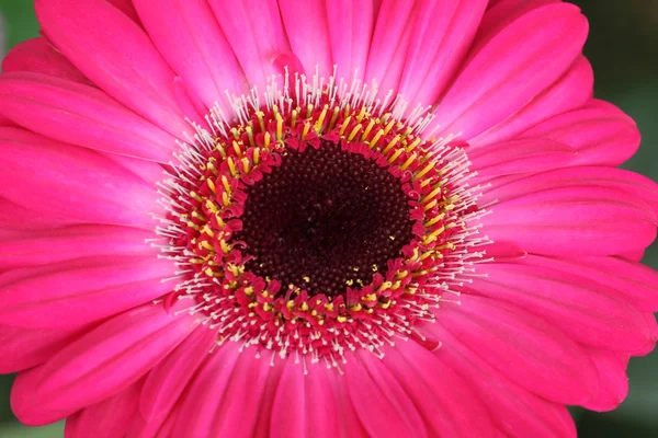 Kırmızı güneş çiçeği — Stok fotoğraf
