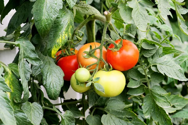 Plante de tomates — Photo