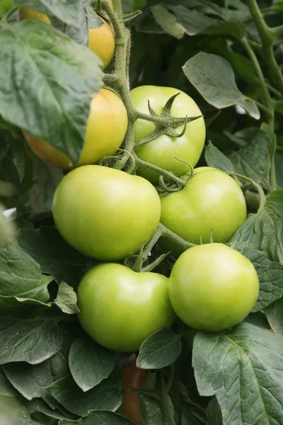 Дозріли помідори — стокове фото