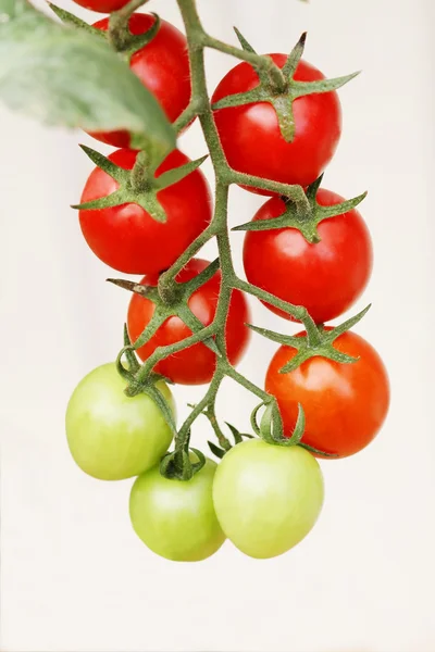 Невеликий помідори — стокове фото