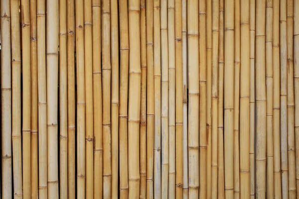 Bambus żółty — Zdjęcie stockowe